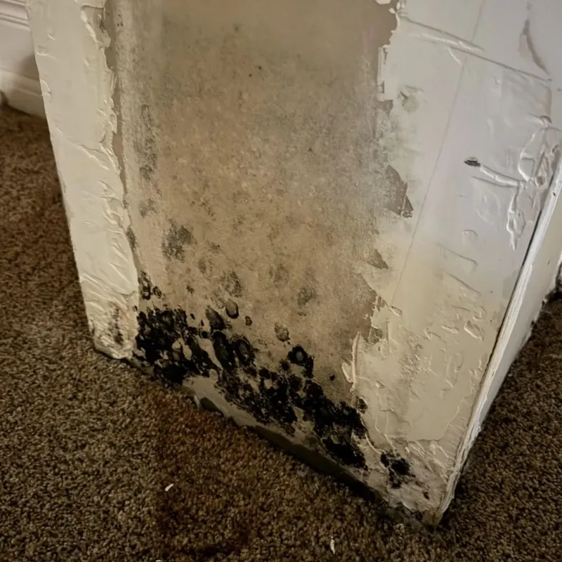 Professional Mold Removal in Hugo, OK